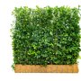 Euonymus 'Dart's Blanket' 120 x 100 (Mobilane kant en klaar haag)